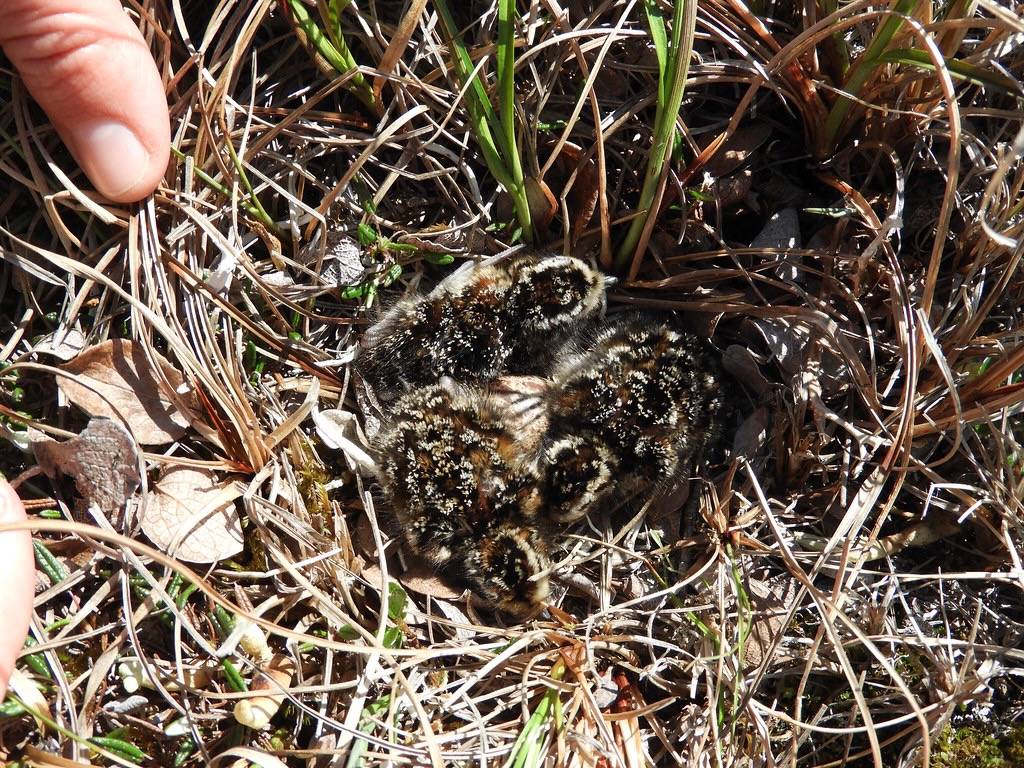 Semipalmated sandpiper chicks by Lisa Kennedy/USFWSAlaska is licensed under CC BY-NC-ND 2.0.